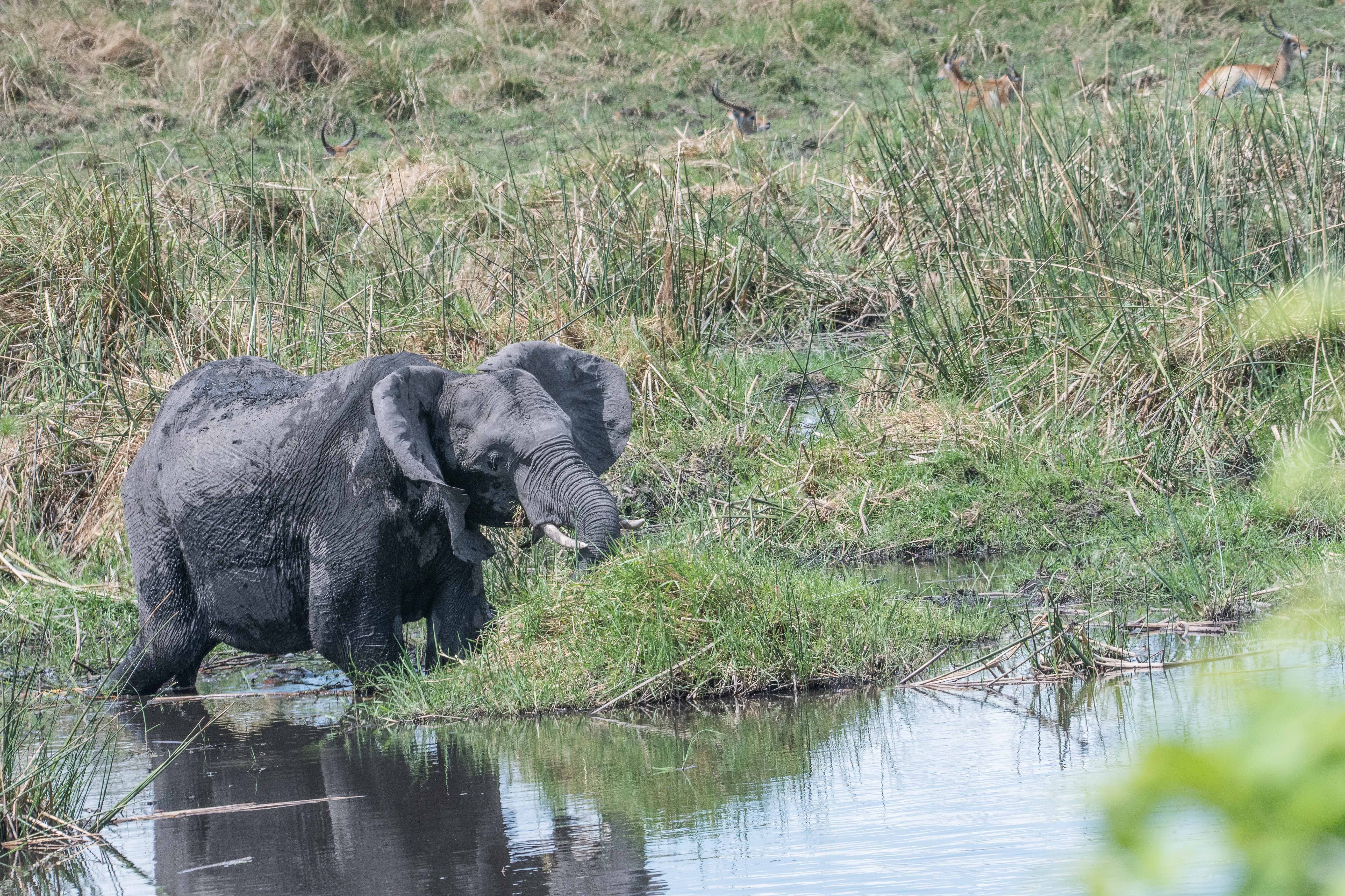 Eléphant des savanes (African bush elephant, Loxodonta africana), femelle adulte se nourrissant le long de la rivière Kwando, Delta de l'Okavango, Botswana.
